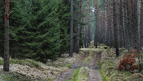 Droga leśna, źródło: archiwum info-car.pl